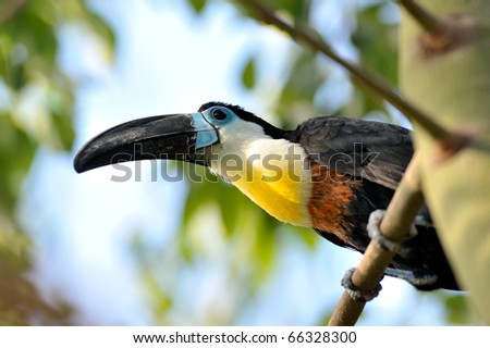 toucan outdoor - Ramphastos toco