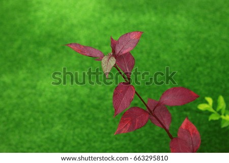 Red leaves in the garden