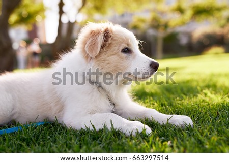 Cute fluffy border collie puppy in park, adorable dog pet purebred canine pedigree