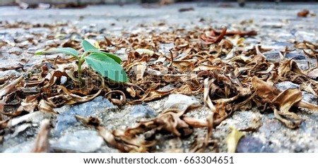Focus on center of picture, fresh green leaf between yellow dried leaf on the floor,abstract photo