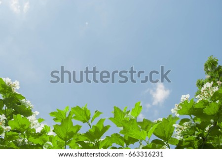 Blue sky background with white flowers