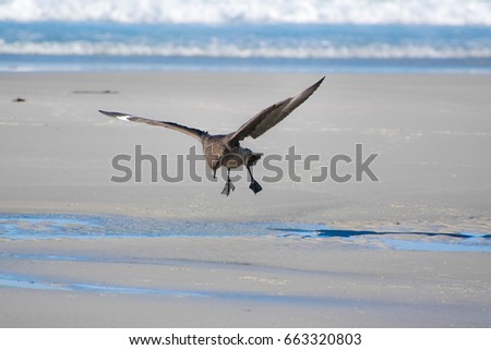 A skua lands next to a puddle ready to clean and preen itself. These predatorial birds will scavenge and take advantage of any vulnerable prey here on the Antarctic 