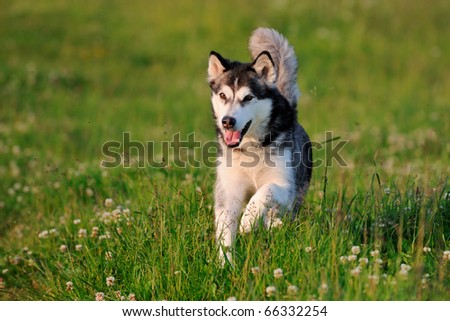 Alaskan Malamute on holiday in the spring