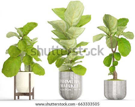 3D digital render of ficus lyrata isolated on white background