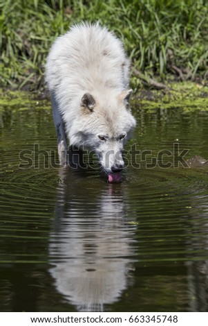  Arctic Wolf Reflection, Drinking Out of a Stream