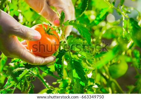 Close-up female hands of a farmer ripping a ripe tomato from a bush on a field Royalty-Free Stock Photo #663349750