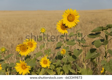 Field with blooming sunflowers