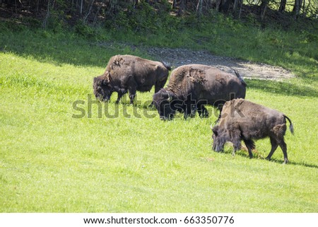 Plains Bison Herd