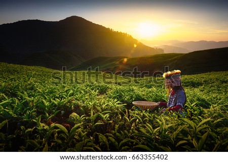 Sunrise over Sungai Palas tea plantation in Cameron Highlands with child girl tribal , Pahang, Malaysia Royalty-Free Stock Photo #663355402