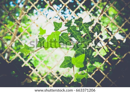 Ivy plant colorful bright leaves growing through the metal fence of the garden. Romantic fence backdrop, white metal mesh, blurred green garden on the background.