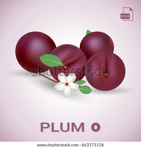Composition of several plums with leaves and flower. Purple vector plum fruits appetizing looking. Group of tasty fruits colorful design for breakfast, healthy eating, vegetarianism