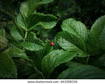 ladybug on leave. Mobile photo. Minimalism


