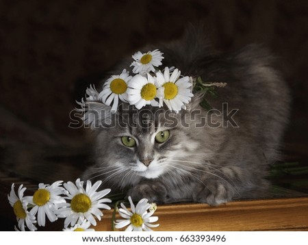 Cat and daisies
