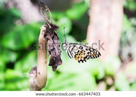 Butterfly on the branch