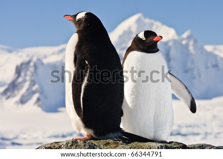Two penguins dreaming sitting on a rock, mountains in the background