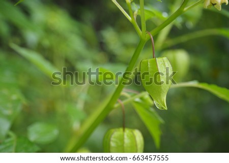 The green fruit on tree with water drop in forest, close up