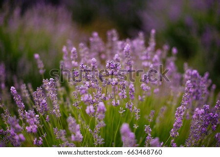 Lavender blossoms with a bee. Beautiful image of lavender field.Lavender flower field, image for natural background.Very nice view of the lavender fields.