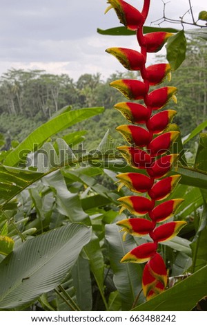 Closeup picture of Heliconia flower located above the Balinese jungle in Indonesia