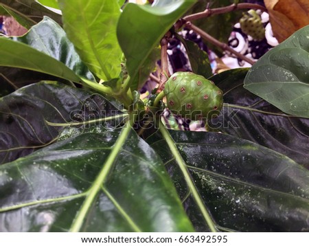 Noni fruit on the tree. it can Various medicinal preparations are made from their leaves, roots, and fruit.