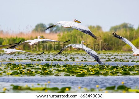 Flying pelicans	