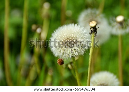 A dandelion flowers on a sunny summer day.