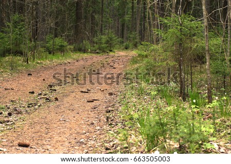 The path in the spruce forest, covered with spruce cones, going into the distance