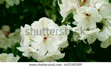 Beige rhododendrons and green leaves.