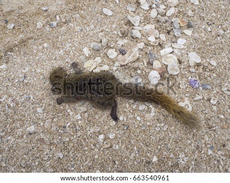 Squirrel dead on the beach.
