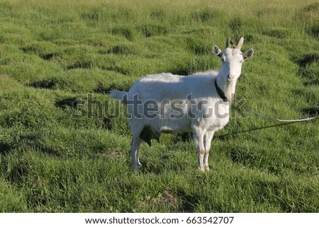 Tethered goat grazing in the meadow