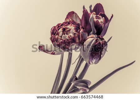 Buds of curly tulips, buds on a beige background. bouquet.