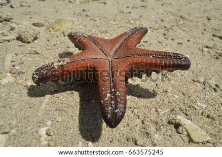 close up picture of red starfish