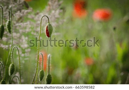 LITTLE POPPY - Red flowers on a summer meadow