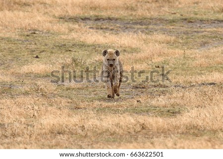 Hyena in the Ngorongoro crater Tanzania