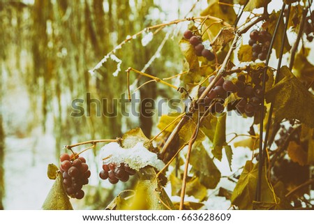 Grapes and frost
