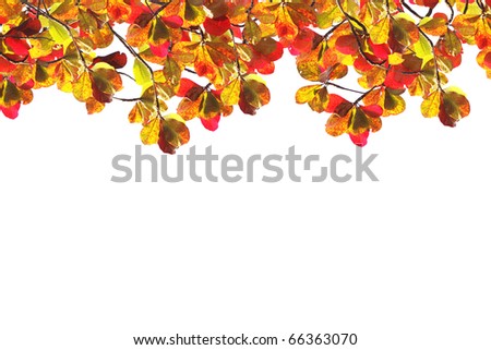 Red Foliage Autumn Over White, Indian Almond Tree