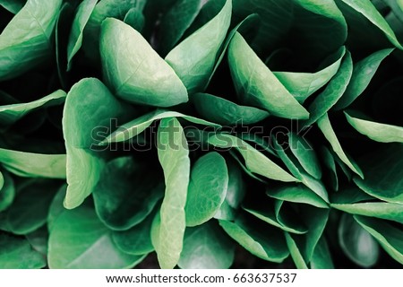 Creative layout with dark leaves pattern, flat lay. Green nature concept. Toned
