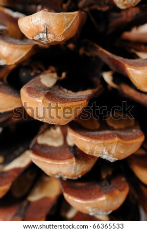 beautiful pine cone texture . background