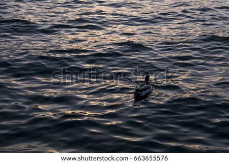 a duck in a dark water
