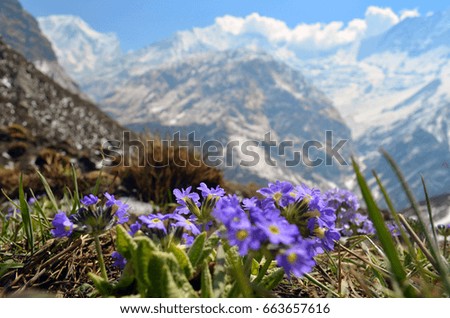 Field, meadow of violet flowers with Rocky Mountains in background. Springtime in Nepal, Annapurna national park, Annapurna Base Camp track. 