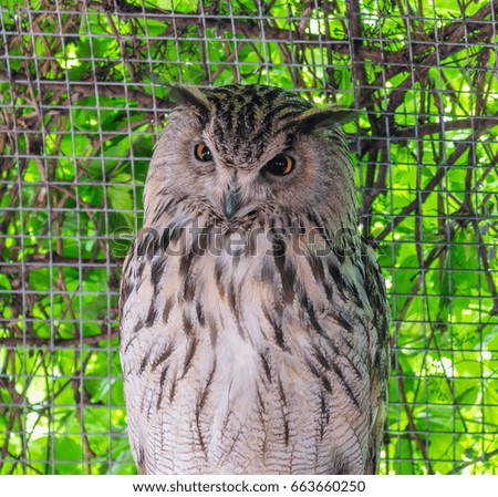 Close up, vertical photo of wild owl in zoo 