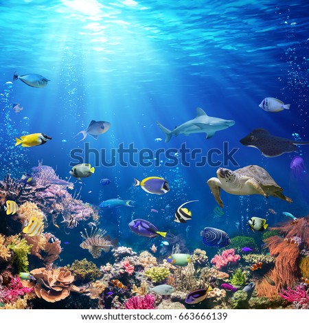 Underwater Scene With Coral Reef And Tropical Fish Royalty-Free Stock Photo #663666139