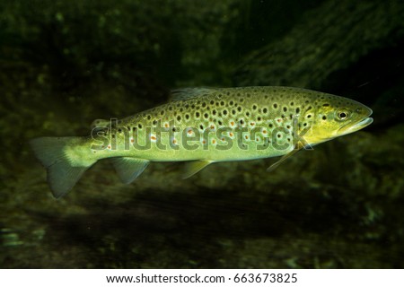 Brown trout (Salmo trutta fario). Royalty-Free Stock Photo #663673825