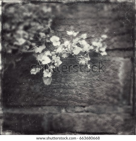 Flowers against a brick wall - Digitally enhanced