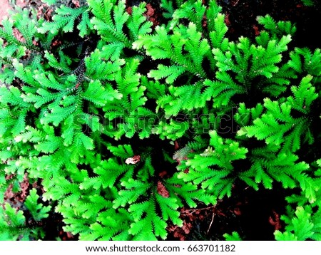 tropical rain forest green fern leaves