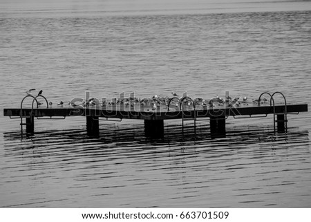 Seagull Dock: A dock full of seagulls. Royalty-Free Stock Photo #663701509