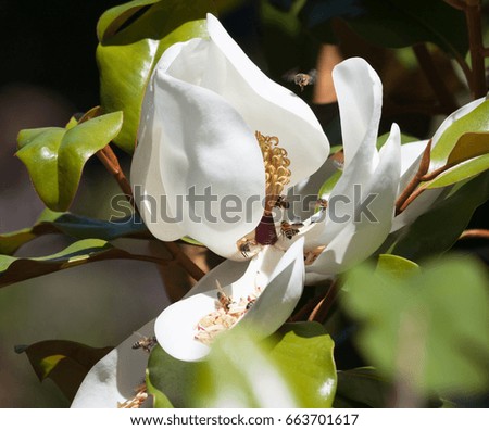 bees pollinating a magnolia flower close up against a dark background