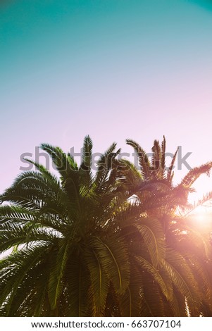 Palm trees branches against sky. Nature landscape at sea ocean coast. Tropical background with copy space. Vintage toned effect. Summer jungle tree. Holiday, Travel concept.