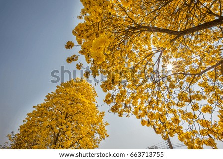 Yellow flowers on tree sky background 