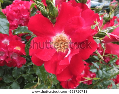 Rose of closeup in summer/ Red