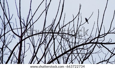 Beautiful peaceful and quiet moment of a bird on tree branches, abstract art